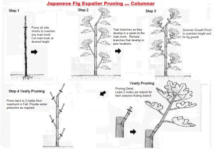 japaneseColumnarFigEspalier.jpg