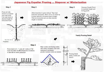 JapaneseStepoverEspalierWinterization..jpg