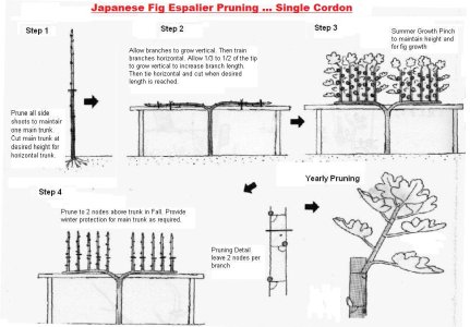 JapaneseStepoverEspalier_Diagram.jpg