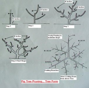 JapaneseTreeForm.jpg