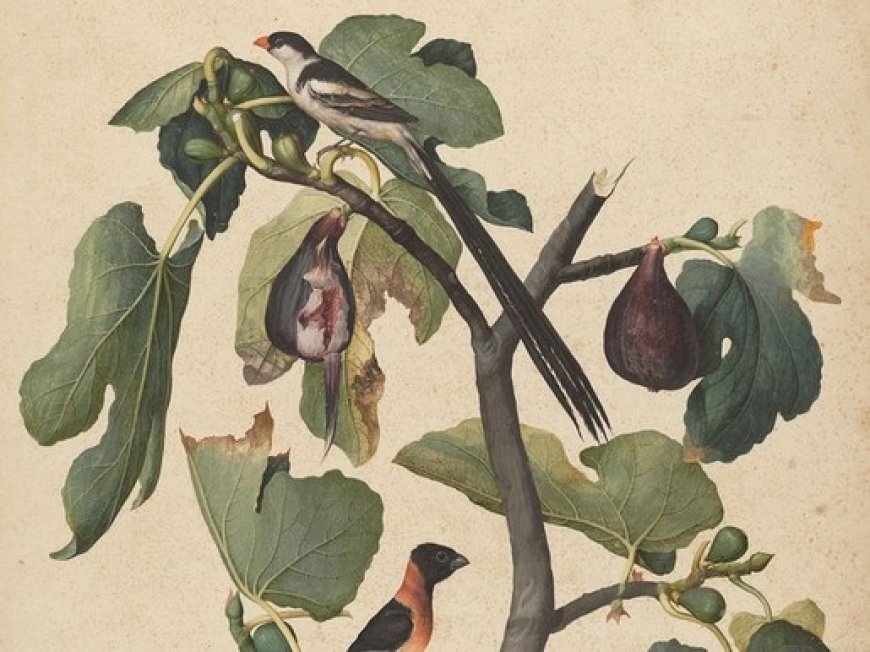 Moro de Canova Fig: A Delightful Treasure for Diverse Climates
