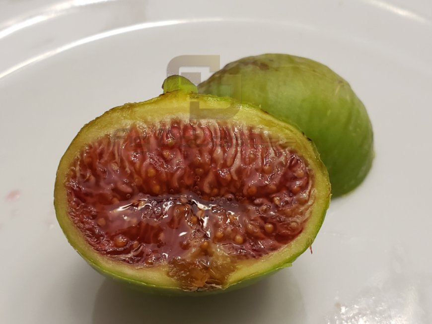 The Adriatic Family of Figs