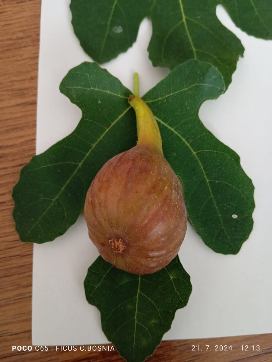 FIG BORNHOLM