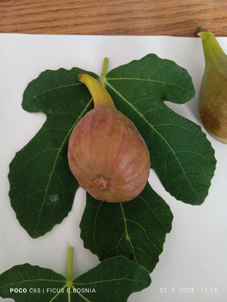 FIG BORNHOLM