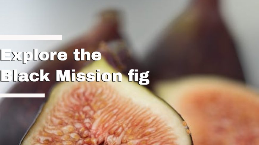 The Black Mission Fig: A Timeless Favorite for Fig Enthusiasts