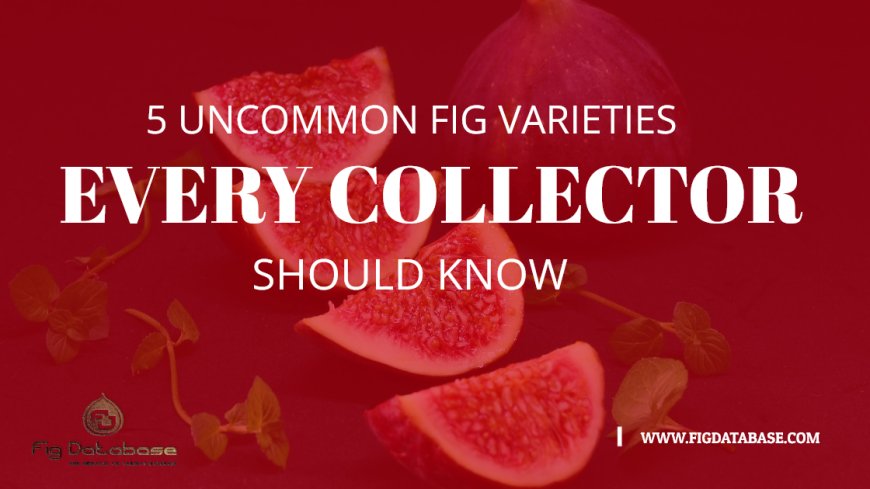 Discover the Hidden Gems: 5 Uncommon Fig Varieties Every Collector Should Know