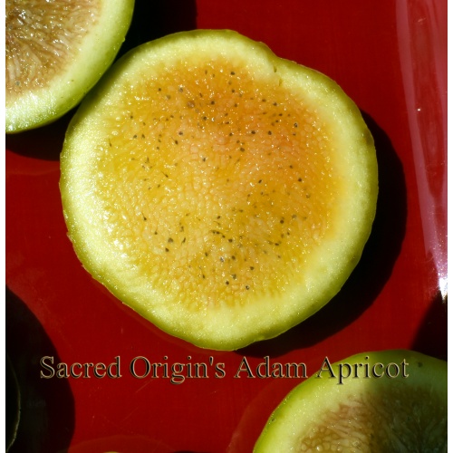 Adam Apricot