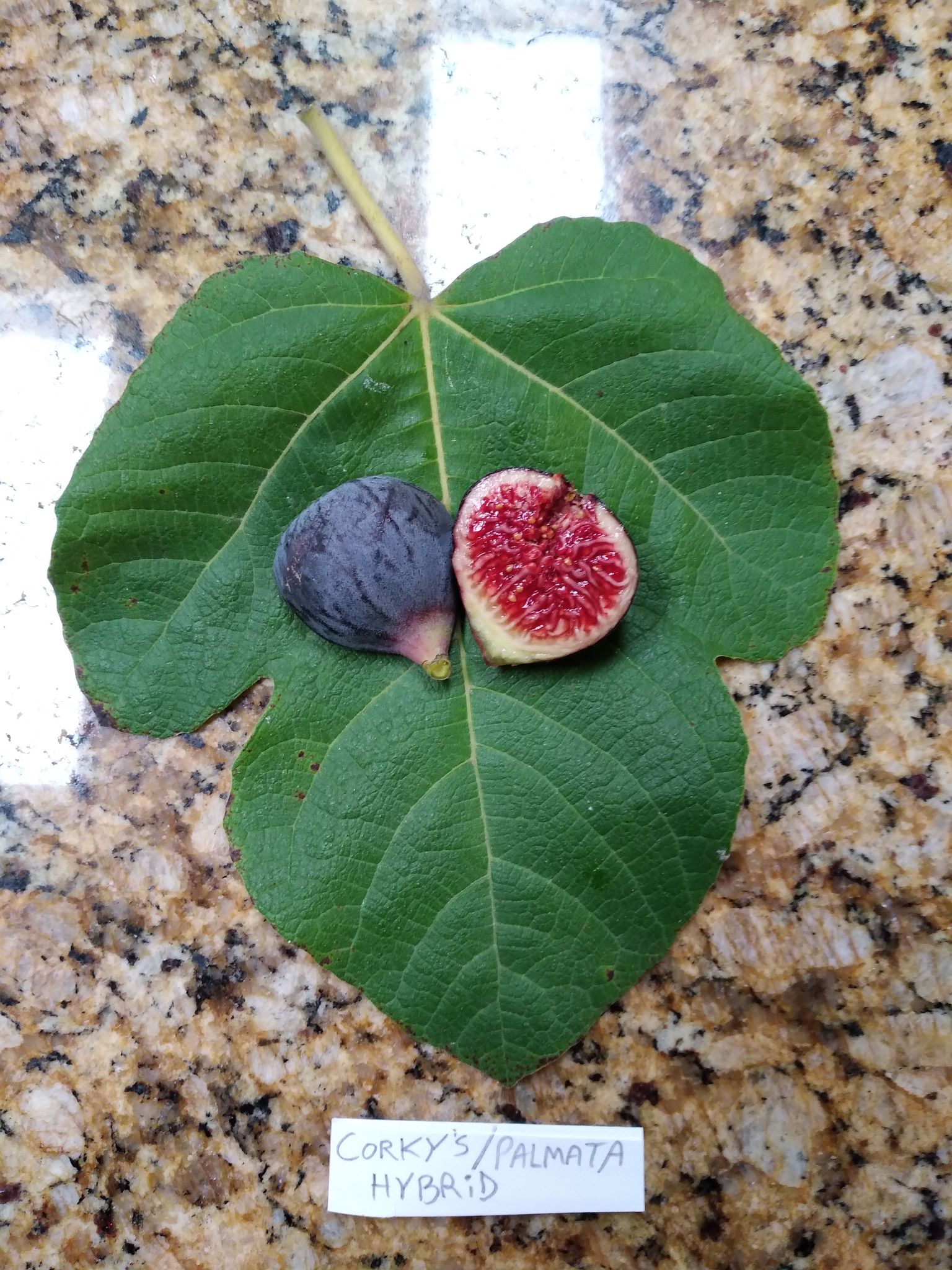 Corky's Palmata Hybrid