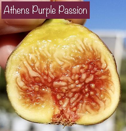 Athens Purple Passion