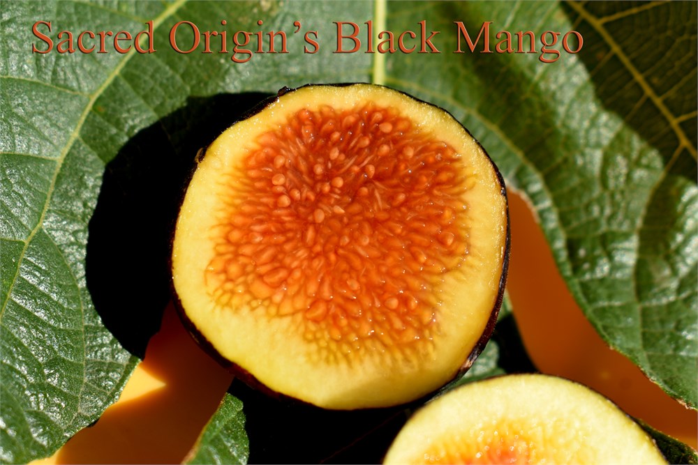 Black Mango