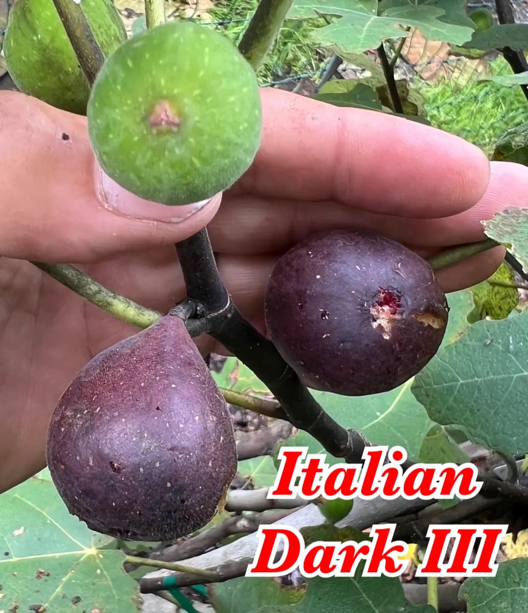 Italian Dark III