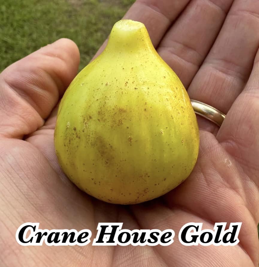 Crane House Gold