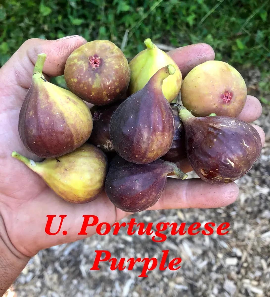 Portuguese Purple