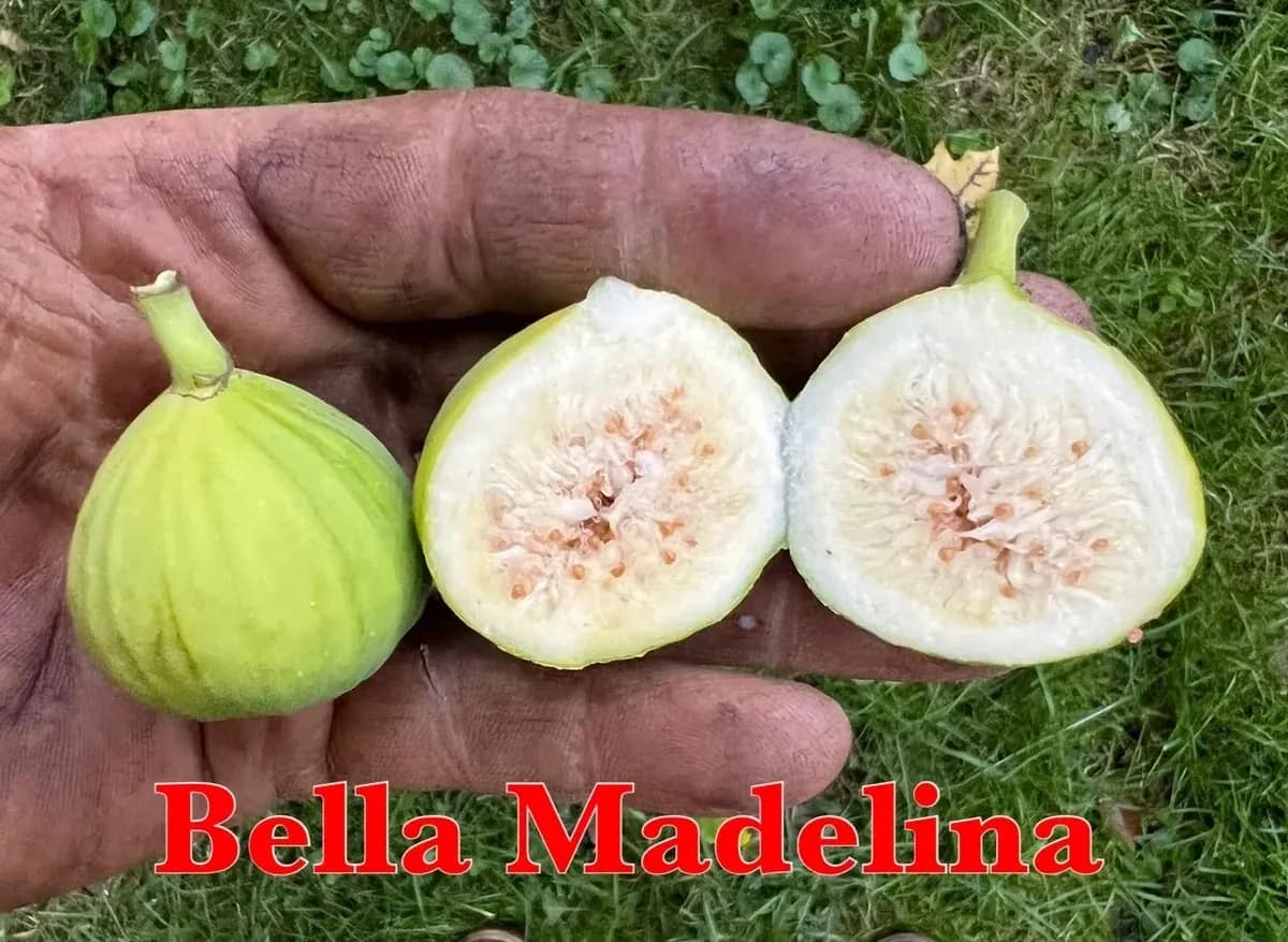 Bella Madelina