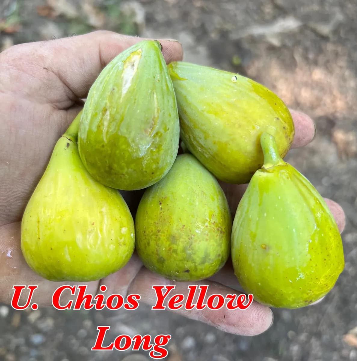 Chios Yellow Long