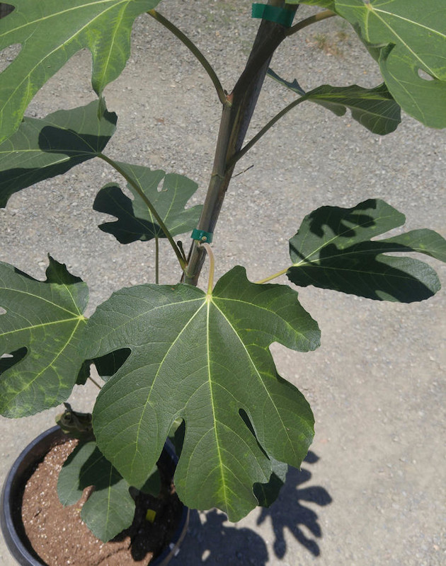 Fig Database®: Ischia Black