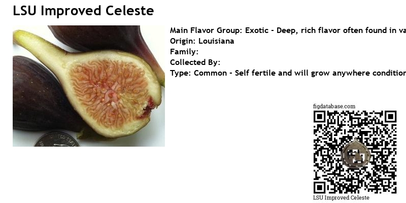 LSU Improved Celeste Fig - Naturally Grown