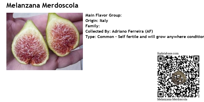 Fig variety Melanzana